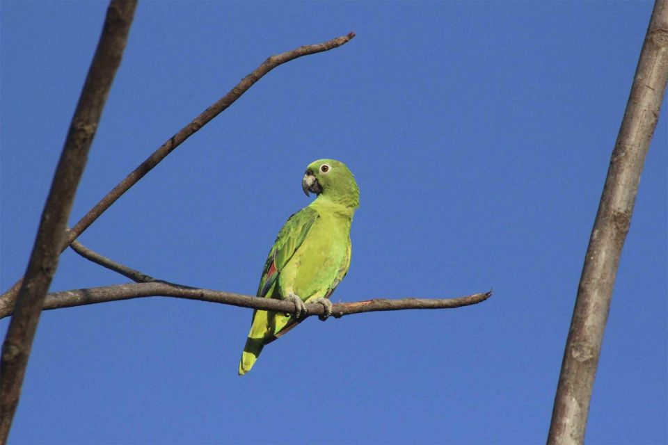 Puerto Maldonado: Tour to the Tambopata Clay Licks - 6 Days - Day 2 Activities
