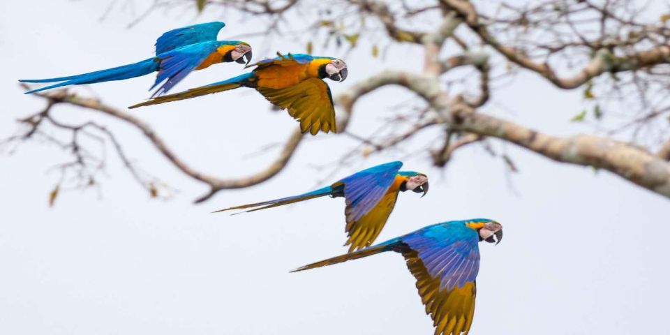 Puerto Maldonado: Tour to the Tambopata Clay Licks - 6 Days - Day 5 Activities