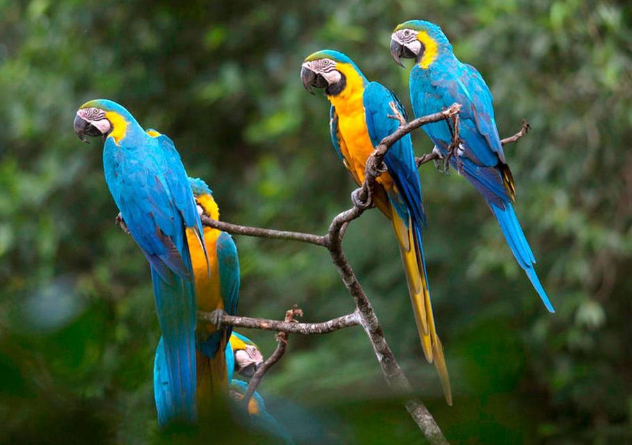 Puerto Maldonado: Tour to the Tambopata Clay Licks - 6 Days - Accommodations and Inclusions