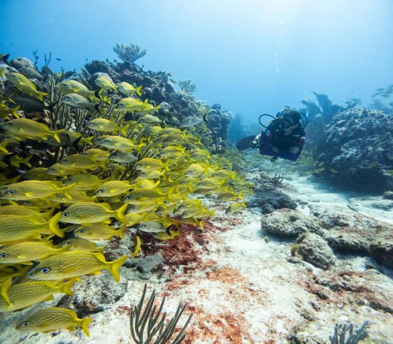 Puerto Morelos: 2-Tank Dive in a Protected Marine Park - FAQ
