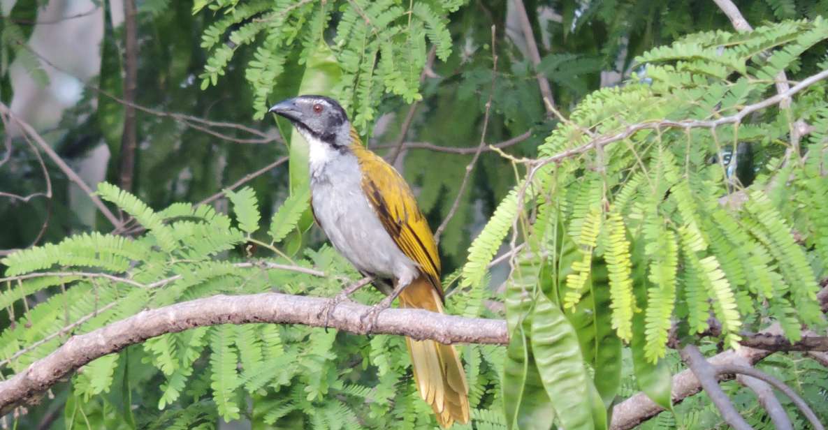 Puerto Morelos: Cenotes Route Birdwatching Tour - Key Points