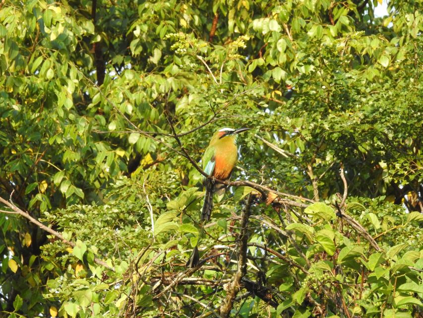 Puerto Morelos: Cenotes Route Birdwatching Tour - Highlights of the Experience
