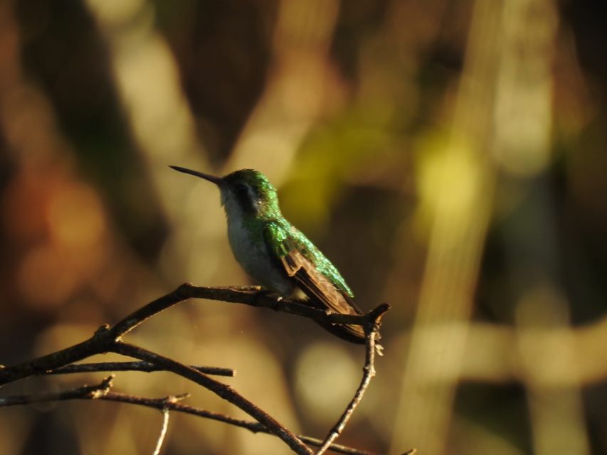 Puerto Morelos: Cenotes Route Birdwatching Tour - Inclusions and Exclusions