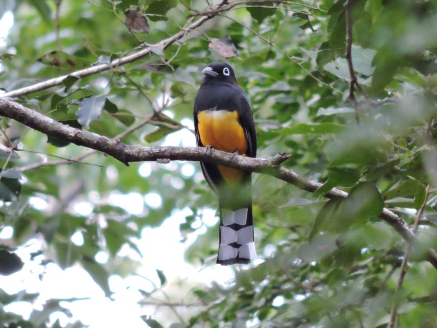 Puerto Morelos: Cenotes Route Birdwatching Tour - Guided Birdwatching Hike