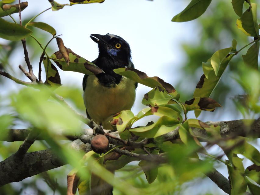Puerto Morelos: Cenotes Route Birdwatching Tour - Ruta De Los Cenotes Trail