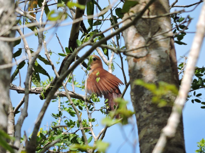 Puerto Morelos: Cenotes Route Birdwatching Tour - Tranquility in the Jungle