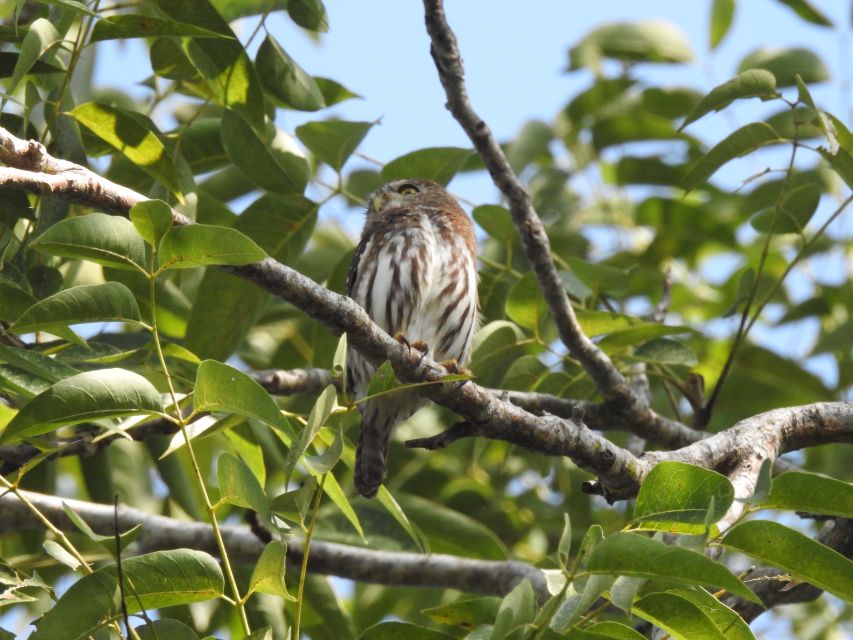Puerto Morelos: Cenotes Route Birdwatching Tour - Frequently Asked Questions
