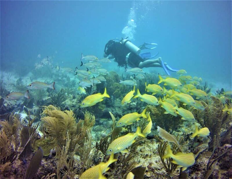 Puerto Morelos: Diving at Puerto Morelos Reef - Key Points