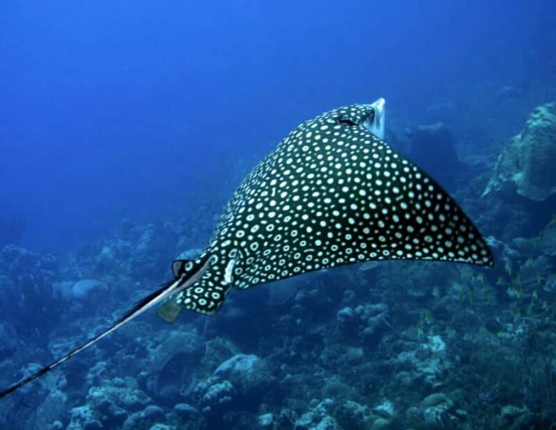 Puerto Morelos: Diving at Puerto Morelos Reef - An Authentic Reef Experience in Puerto Morelos