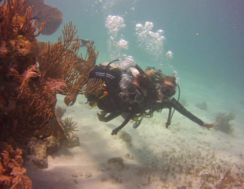 Puerto Morelos: Diving at Puerto Morelos Reef - What To Expect During the Tour