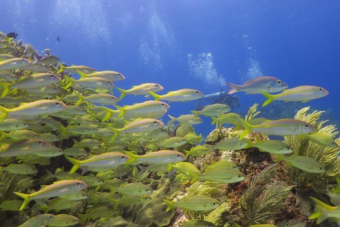 Puerto Morelos Reef Snorkel, 2 stops , local tacos, small groups! - The Pickup and Transportation