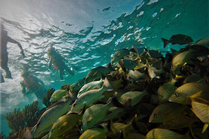 Puerto Morelos Reef Snorkel, 2 stops , local tacos, small groups! - Pricing and Value