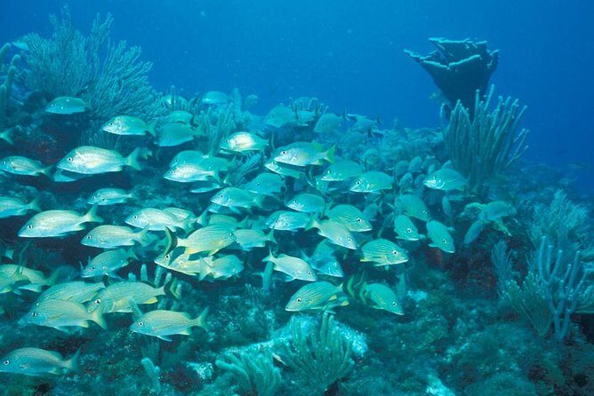 Puerto Morelos Reef Snorkeling Tour with Lunch - In-Depth Look at the Tour Experience