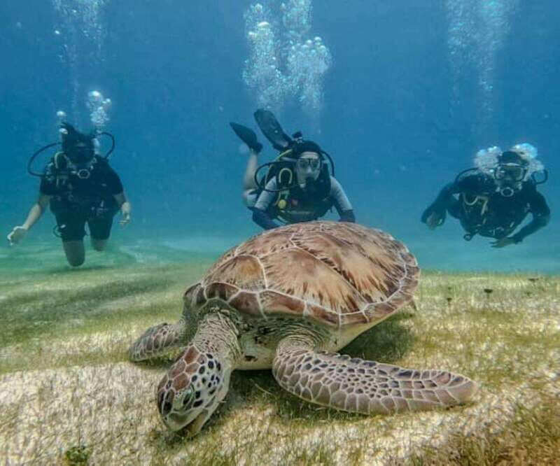 Puerto Morelos: Scuba Diving for Beginners - 2 Dives - What You Can Expect from Puerto Morelos’ Scuba for Beginners