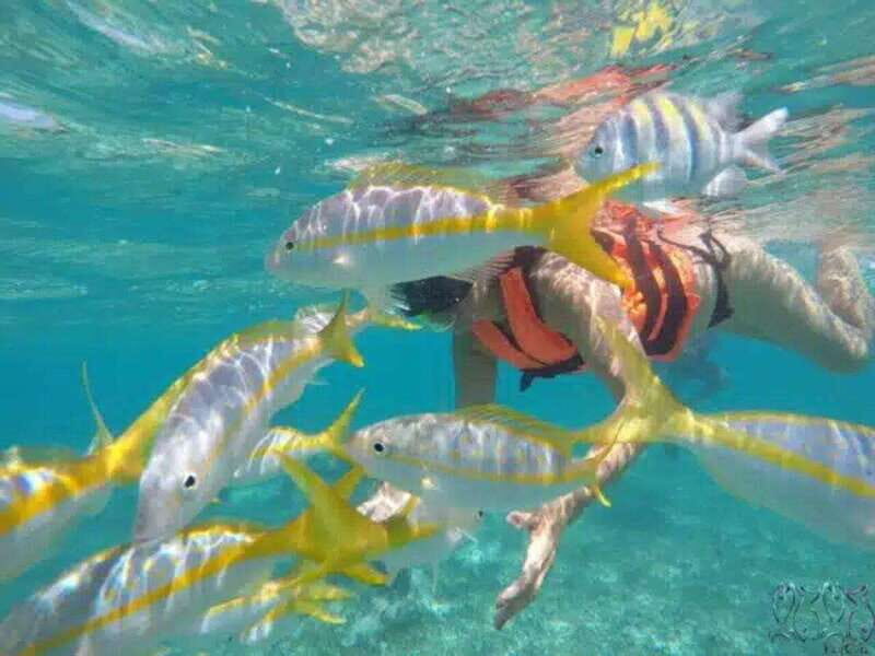 Puerto Morelos: Snorkeling at The National Reef Park - The Value of This Tour