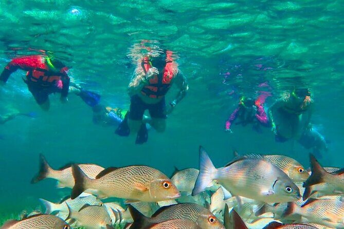 Puerto Morelos Snorkeling: Discover Vibrant Underwater Life - Authentic Experiences and Authenticity