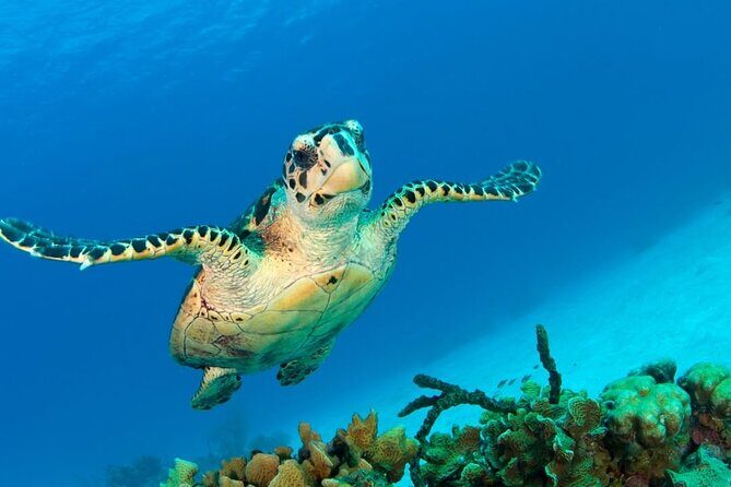 Puerto Morelos Snorkeling: Discover Vibrant Underwater Life - The Sum Up: Who Should Consider This Tour?