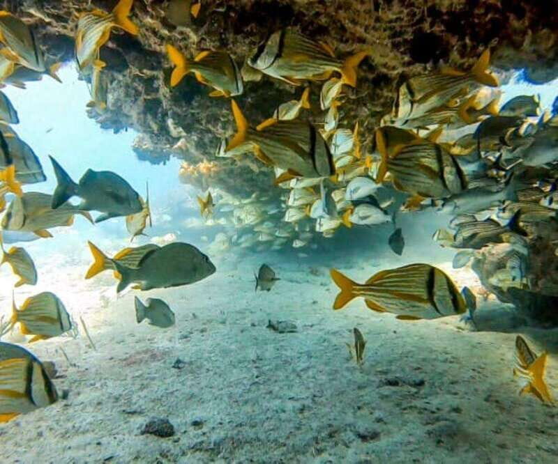 Puerto Morelos: Two Reef Dives for Certified Divers - What the Tour Includes and How It Works