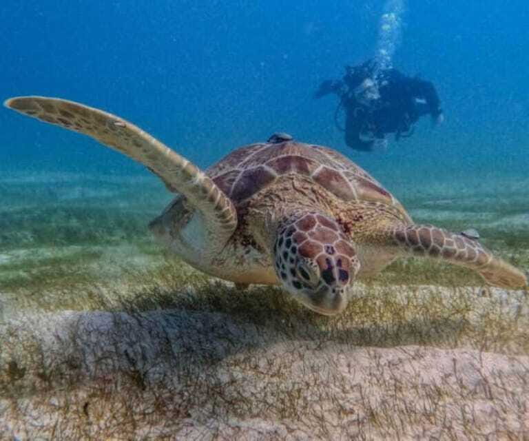 Puerto Morelos: Two Reef Dives for Certified Divers - Who Should Book This Tour?