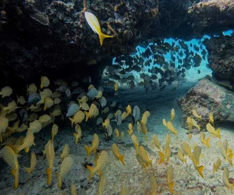 Puerto Morelos: Two Reef Dives for Certified Divers - The Sum Up