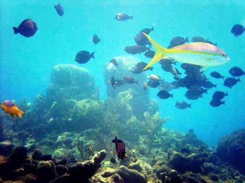 Puerto Plata: Cayo Arena Tour with Snorkeling and Mangroves - FAQs