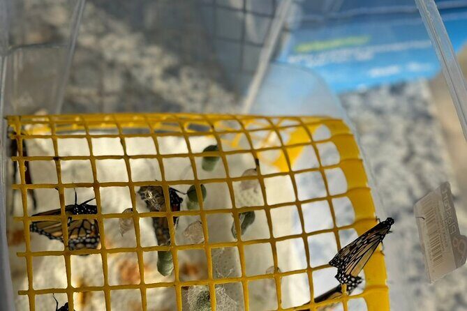 Puerto Plata City Tour with Butterfly Garden - The Bottom Line: Is It Worth It?  