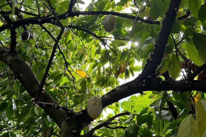 Puerto Plata City Tour with Butterfly Garden - FAQ: Your Practical Questions Answered  