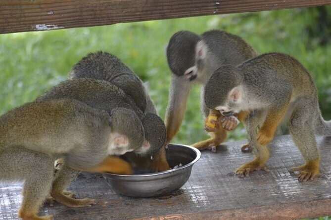 Puerto Plata Monkey Home Tour by Minivan - Key Points