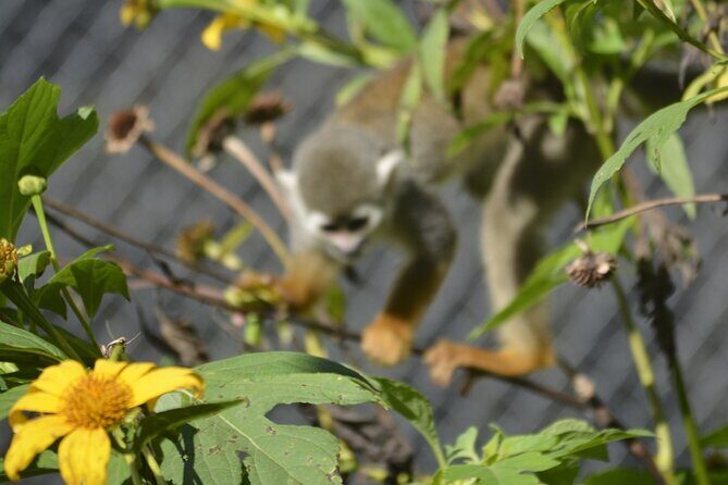 Puerto Plata Monkey Home Tour by Minivan - Frequently Asked Questions