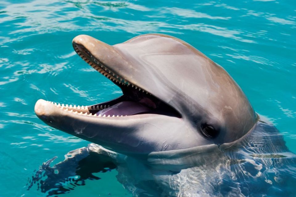 Puerto Plata: Ocean World Adventure Park Day Pass - Animal Encounters