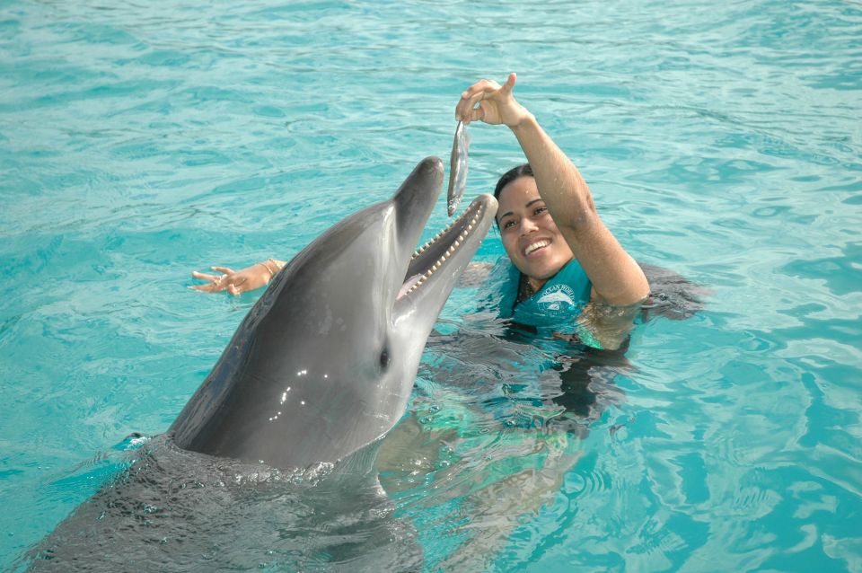 Puerto Plata Ocean World Dolphin Swim - Key Points