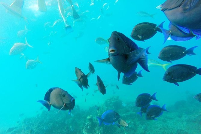 Puerto Plata Shore Excursion, Snorkeling Tour & Sosua Beach Day - Reviews and Ratings
