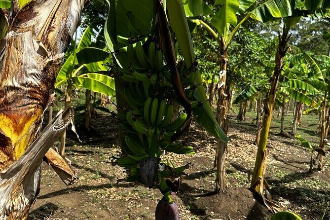 Puerto Plata Sightseeing and Countryside | Amber Cove & Taino Bay - A Closer Look at the Itinerary