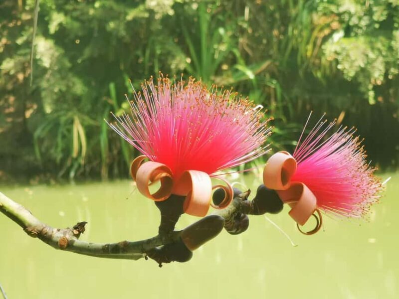 Puerto Plata: Taino Valley and Dominican Flavor Experience - Key Points