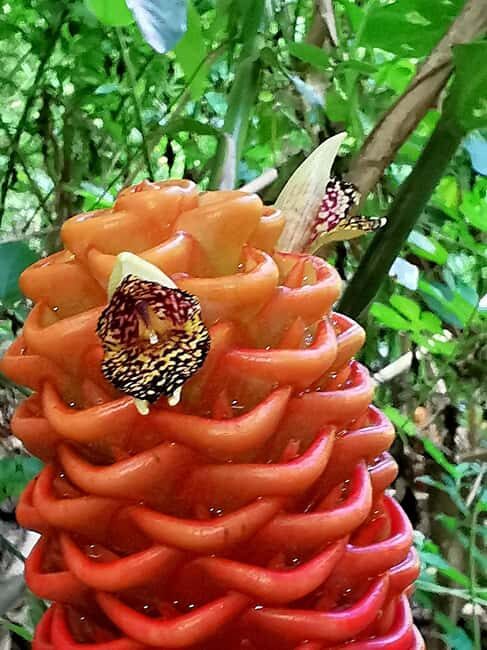 Puerto Plata: Taino Valley and Dominican Flavor Experience - Scenic Drive to Sonador Creek and Relaxation