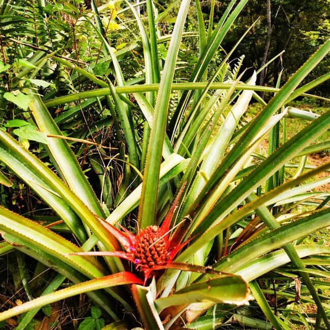 Puerto Plata Trekking - Experience of Nature and Folklore - The Unique Value of This Tour
