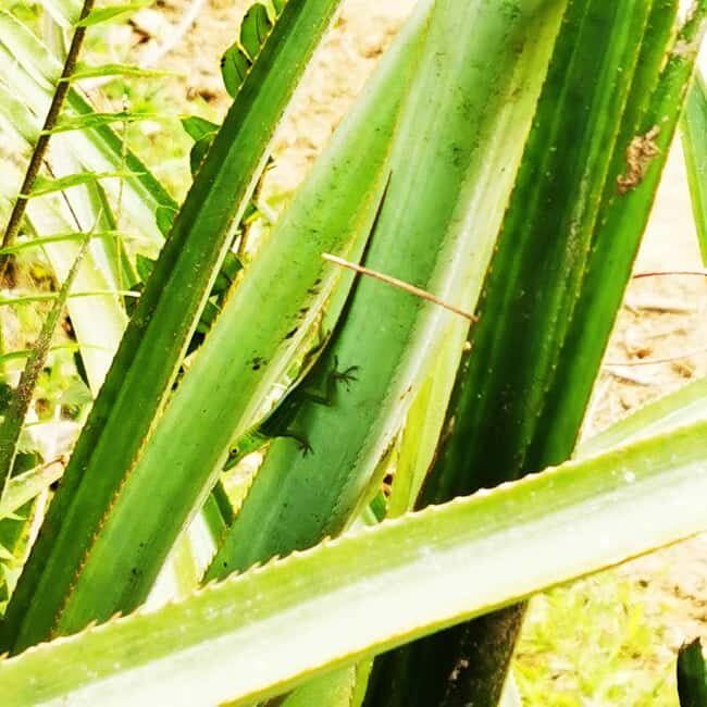 Puerto Plata Trekking - Experience of Nature and Folklore - FAQ