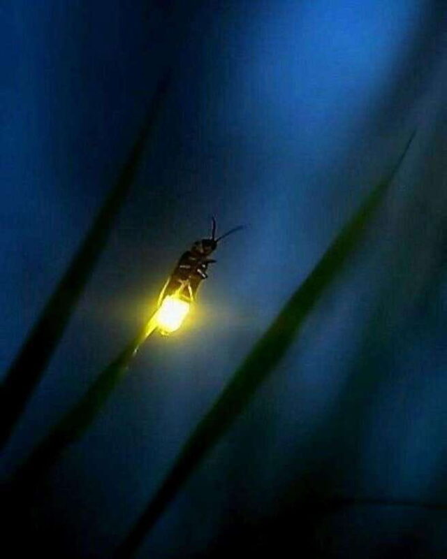 Puerto Princesa: Firefly Watching Tour with Dinner - Exploring the Firefly Watching Tour in Puerto Princesa