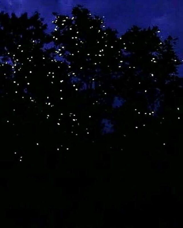 Puerto Princesa: Firefly Watching Tour with Dinner - Frequently Asked Questions