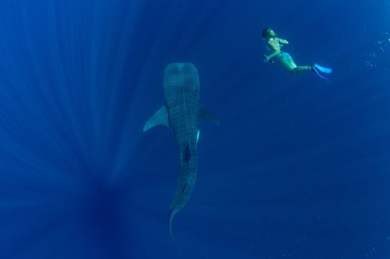 Puerto Princesa: Swim With Whale Sharks Boat Cruise - Frequently Asked Questions