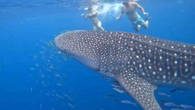Puerto Princesa: WhaleShark Watching Yacht Tour with Lunch - An In-Depth Look at the Puerto Princesa WhaleShark Yacht Tour