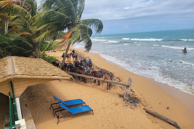 Puerto Rico Beach Horseback Riding Guided Tour - Included and Additional Costs