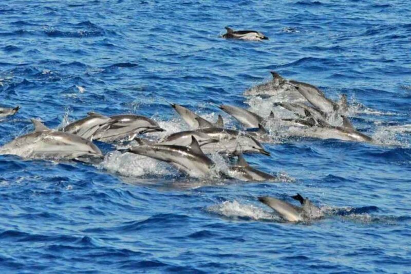 Puerto Rico De Gran Canaria: Premium Dolphin Catamaran Tour - Booking Information