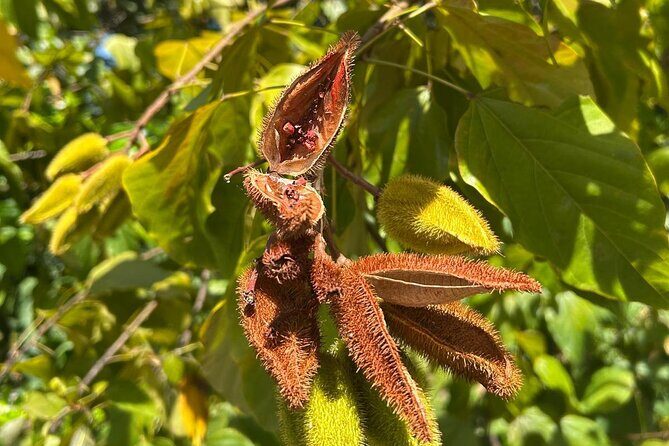 Puerto Rico: El Yunque Sightseeing Half-Day Tour w/Transfer - The Experience: What Travelers Say