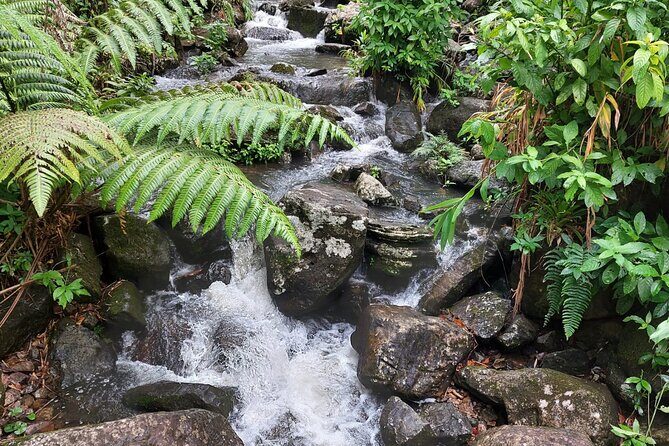 Puerto Rico: El Yunque Sightseeing Half-Day Tour w/Transfer - Who Is This Tour Best For?