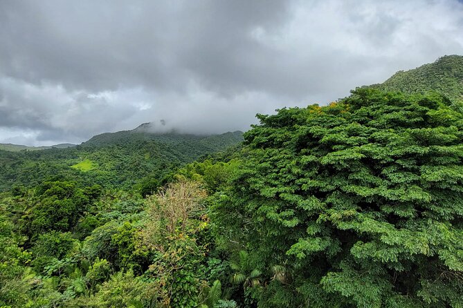 Puerto Rico: El Yunque Sightseeing Half-Day Tour With Transfer - Discovering Waterfalls and Viewpoints