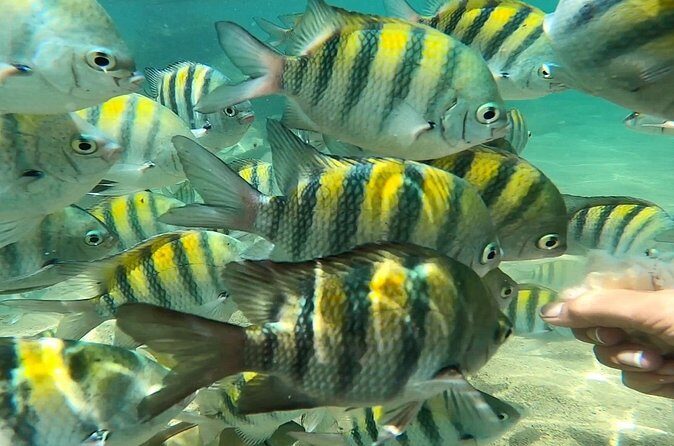 Puerto Rico Guided Tour from Old San Juan to Loïza - Santurce’s Street Art