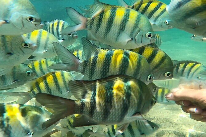 Puerto Rico Guided Tour from Old San Juan to Loïza - Loíza: The Heart of Afro-Puerto Rican Culture