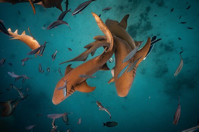 Puerto Rico Private Half Day Shark Diving - What Travelers Can Expect