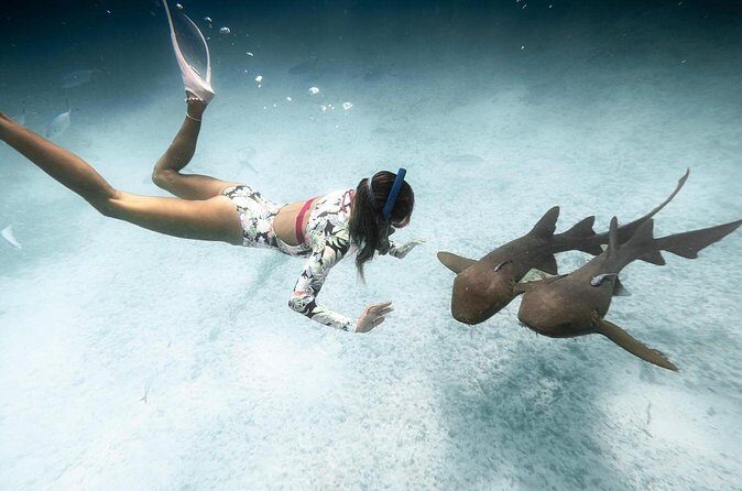 Puerto Rico Private Half Day Shark Diving - Final Note